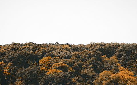 landscape, sky, forest, trees thumbnail