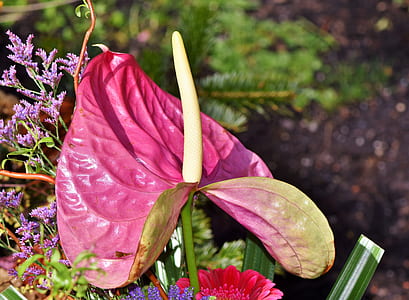 closeup photography of pink anthurium flower thumbnail