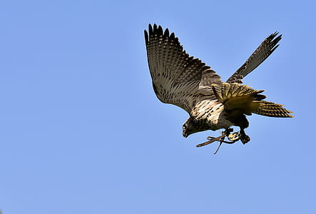 gray and black bird flying under blue sky at daytime thumbnail