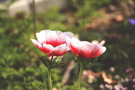 flowers, garden, petals, plants thumbnail
