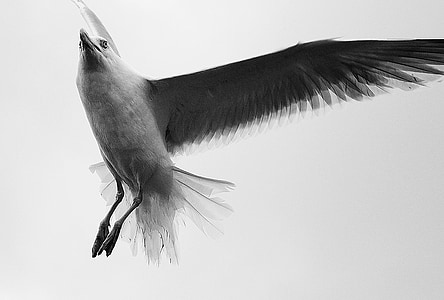 grayscale photography of flying bird thumbnail