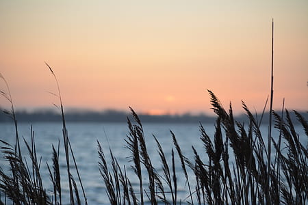 silhouette of grass near calm body of water during golden hour thumbnail