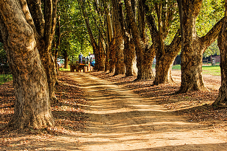 pathway surrounded tree branches high-saturated photography thumbnail