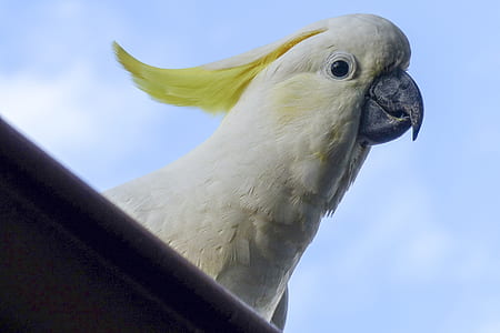 closeup view of sulfur crested cockatoo thumbnail