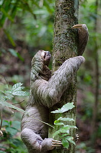 sloth climbing tree thumbnail
