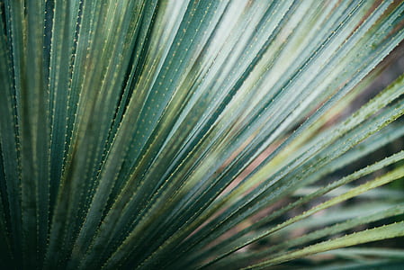 plant, green, palm, grass thumbnail