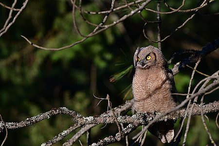 brown owl on tree stem thumbnail