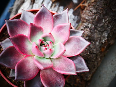 Succulent Plant thumbnail
