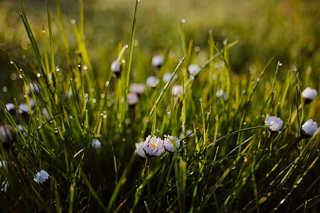 nature, flowers, grass, petals thumbnail