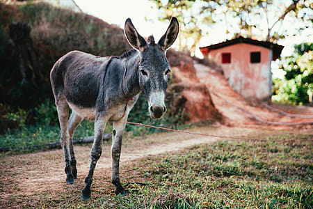 Donkey On Dirt Road Photo thumbnail