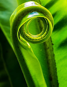 selective focus photography of spiral green plant thumbnail