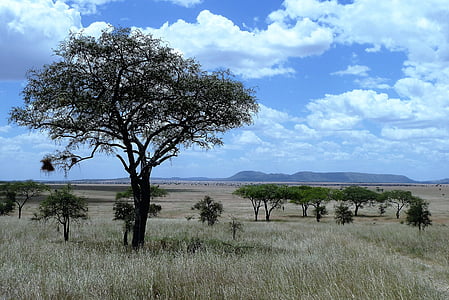 green trees at daytime thumbnail