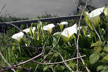 white flowers thumbnail