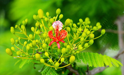 Selectorized Photography of Red Petaled Plant thumbnail