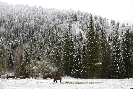 Early Snow, Morning In The Forest thumbnail