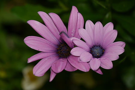 two purple petaled flowers thumbnail