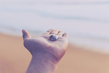 person holding seashell thumbnail