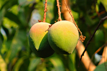 green mangoes thumbnail