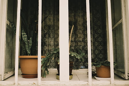 three plants on pot near metal bar thumbnail