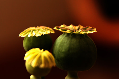 Yellow Poppy Flowers thumbnail