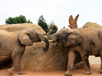 animal, park, big, zoo thumbnail