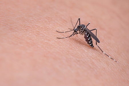 Dengue Mosquito on person's skin thumbnail