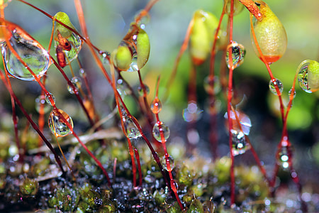 macro photography of water dew of small plants at daytime thumbnail