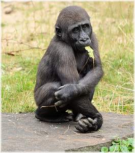 black monkey near grass thumbnail