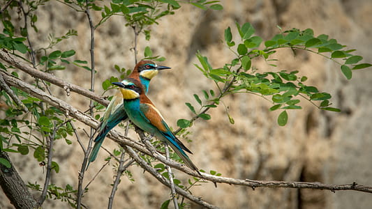 two multicolored birds on tree branch thumbnail