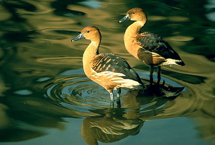 two brown ducks on body of water thumbnail