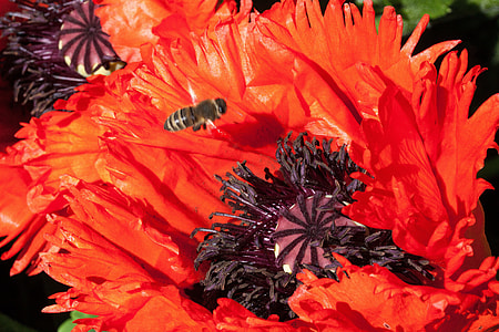 Ornamental Poppies, Half Rosette Plant thumbnail
