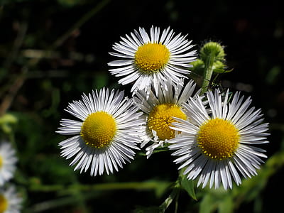 selective-focus photography of white daisy flowers thumbnail