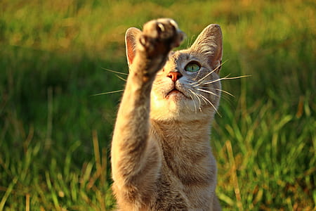 selective focus photography of orange tabby cat on green grass field thumbnail