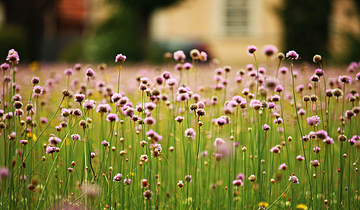 close up photography of pink petaled flowers during daytime thumbnail