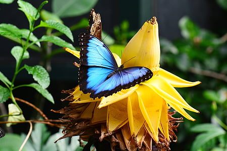 blue and black morpho butterfly thumbnail