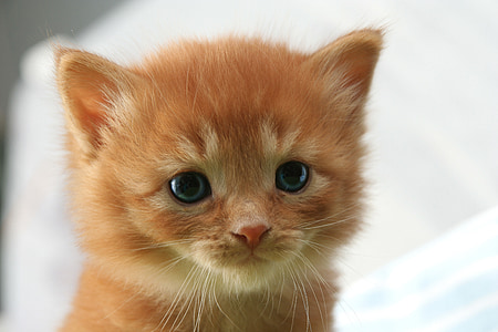 short-fur orange kitten thumbnail