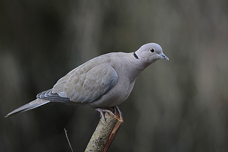 selective photo of gray pigeon thumbnail