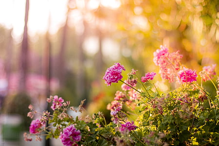 green plant with pink flowers under sunny sky thumbnail