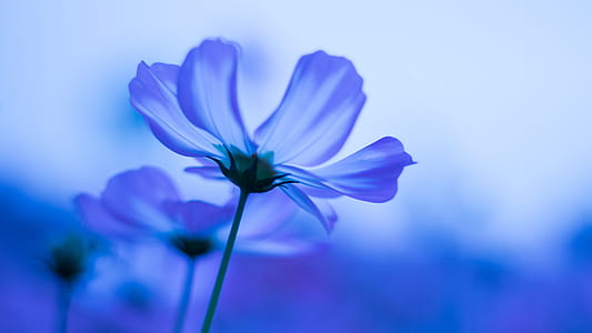 blue cosmos flower in selective focus photography thumbnail