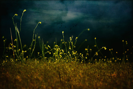 yellow flower field thumbnail