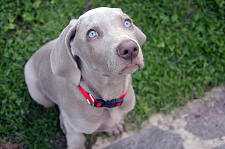 close-up photography of silver Weimaraner looking upward thumbnail