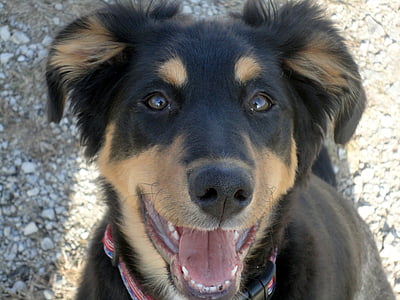 short-coated black and tan puppy looking upward thumbnail