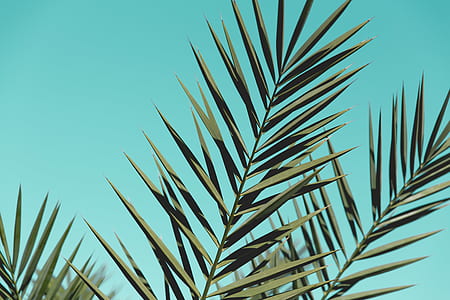 sky, leaves, green, colors thumbnail