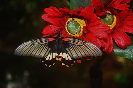 great mormon butterfly perched on red petaled flower thumbnail