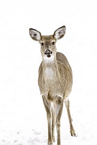 brown deer standing on snow covered ground thumbnail