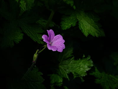 Pink Petal Flower thumbnail