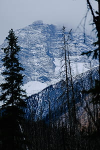alps surrounded by green pine trees thumbnail