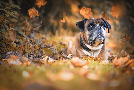 shallow focus photography of brown dog lying on grass thumbnail