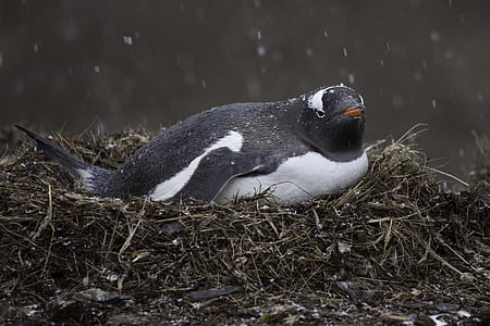 Black and White Penguin thumbnail