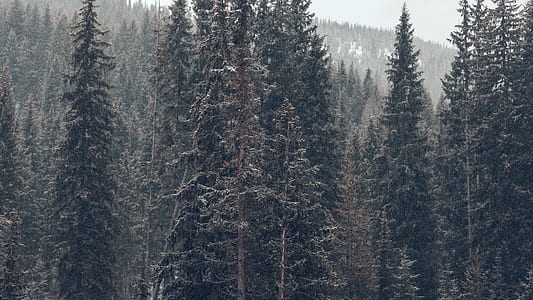 pine forest photography covered in fog thumbnail